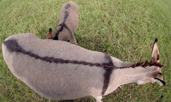 About Storyland Miniature Donkeys