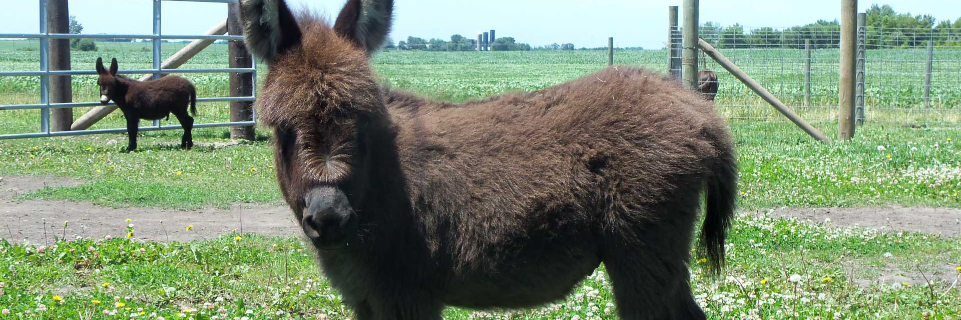 Storylandminiaturedonkeys.com