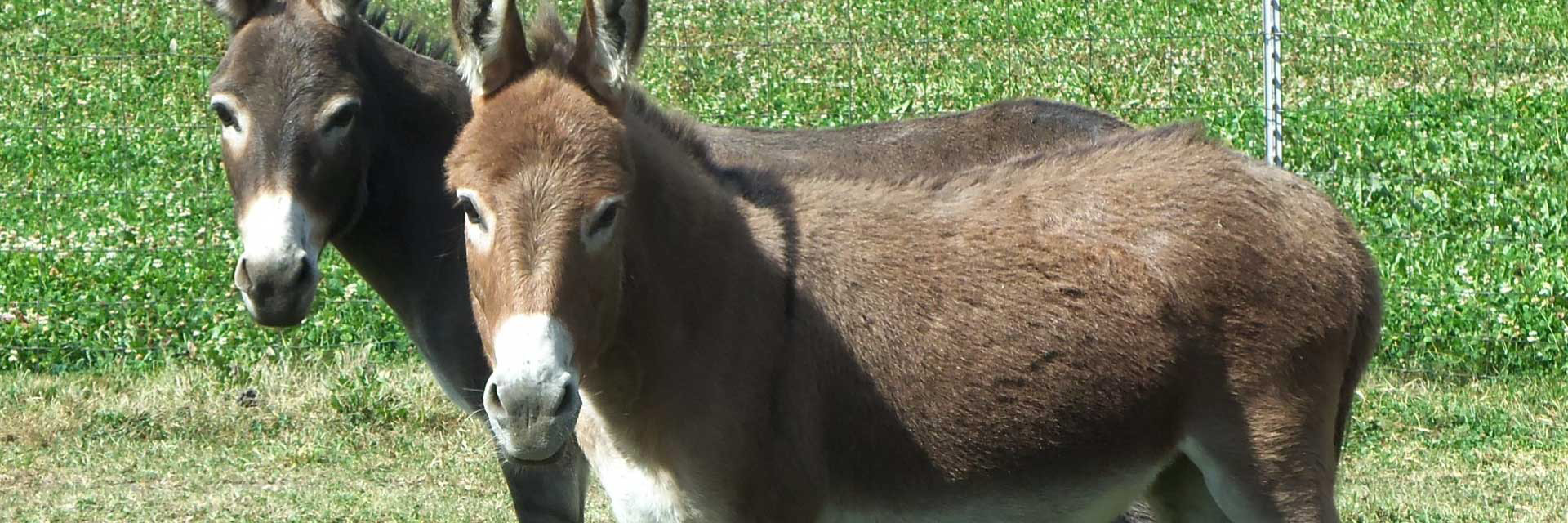 Storylandminiaturedonkeys.com