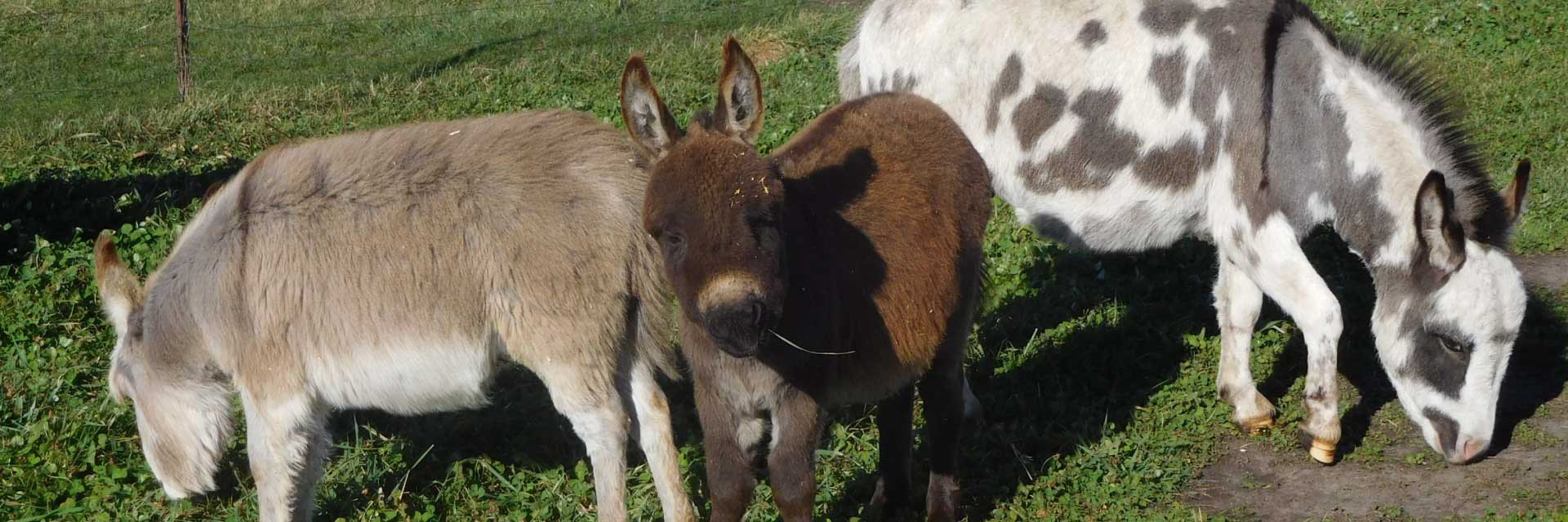 Storylandminiaturedonkeys.com