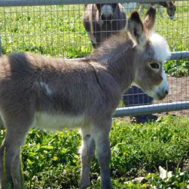 Foals at Storyland Minature Donkeys