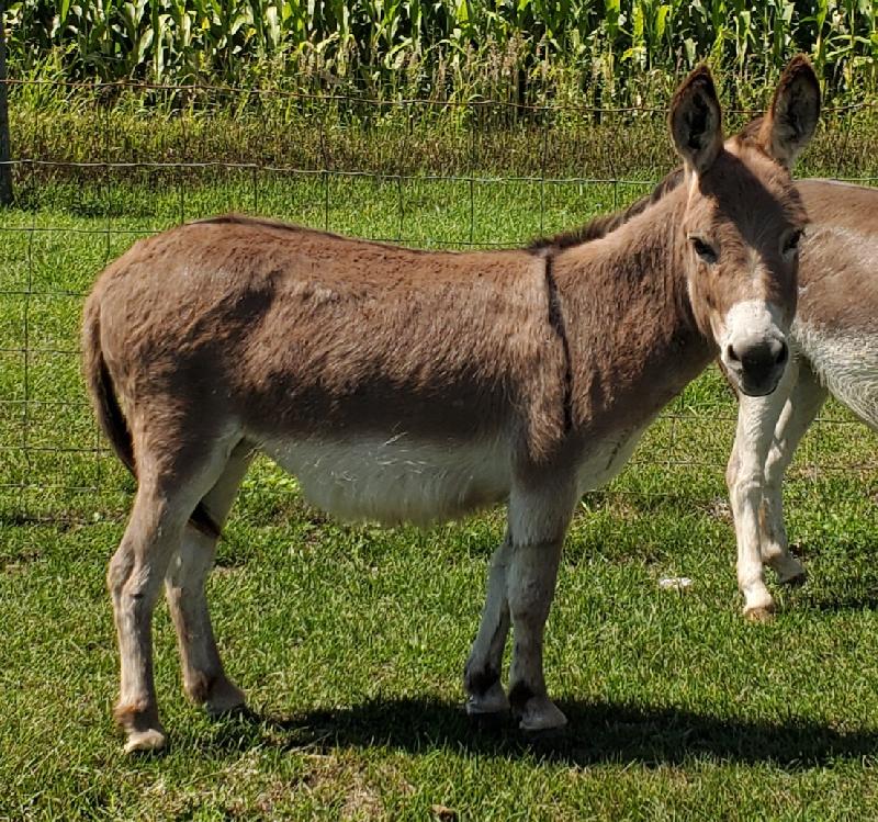Oakwood Farm's Cherrie On Top- Headed to Texas
