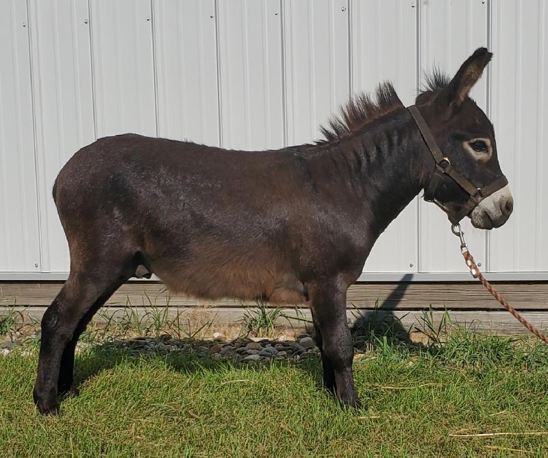 Storyland's Gambit- Immature