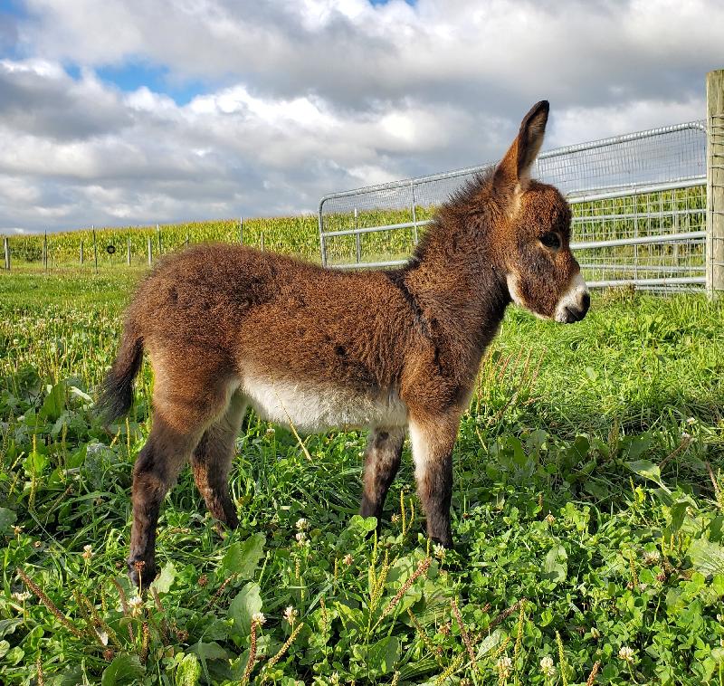 Storyland's Maple- Immature