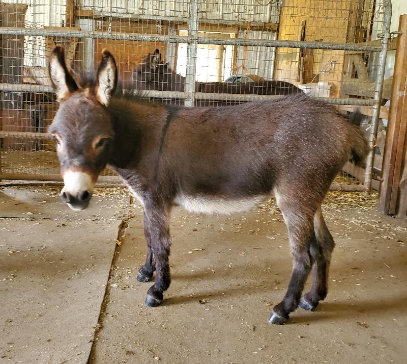 Storyland's Banshee  Immature
