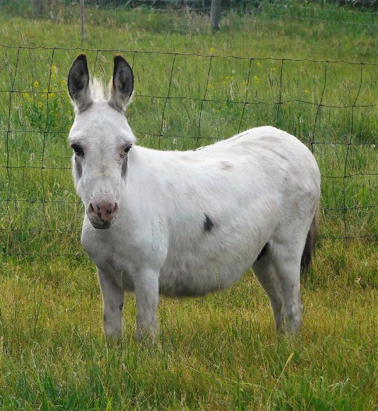 LN Hopes Lacey 29" Bred to Pitch for 2025 foal
