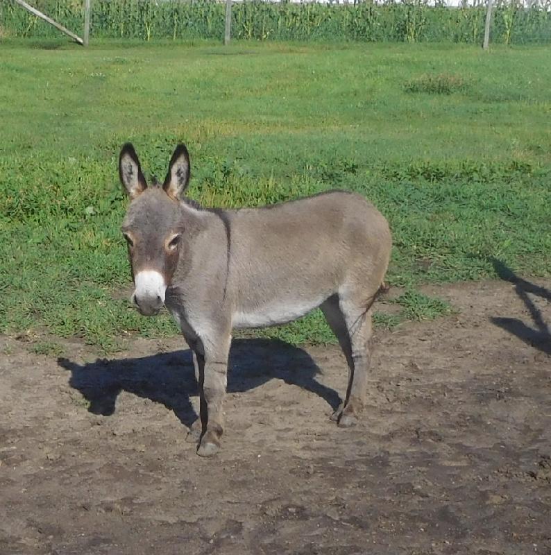 Bainbridge's Hanna Banana 26.5" Bred to Shur Shot for 2025 foal