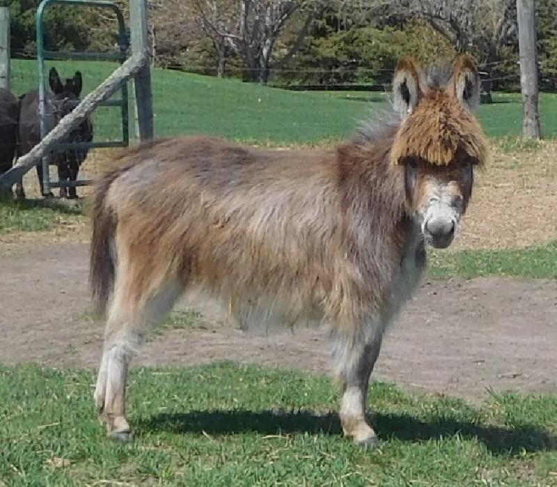 Storyland's Cassie Jean-  26" Bred to Pitch for 2025 foal