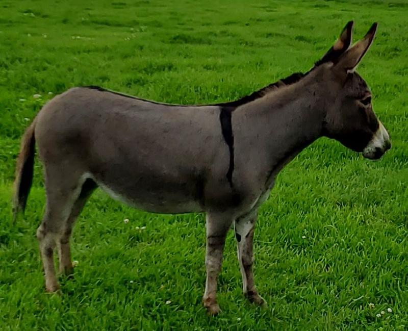 OMD Fancy Hazel Zarah-28" Bred to Piccolo for 2025 foal