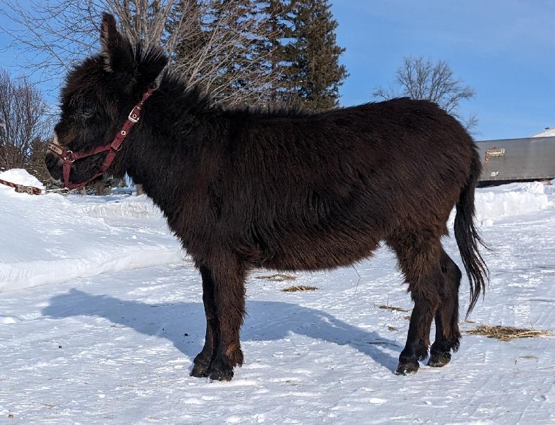 Shortview's Pitch  26"  Black semi wooly