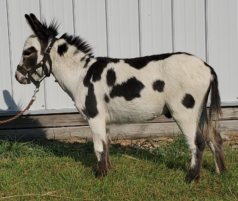 LN Ricardo- 26" at 2yrs