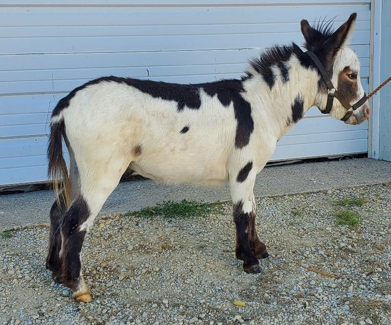 LN Ricardo- 26" at 2yrs